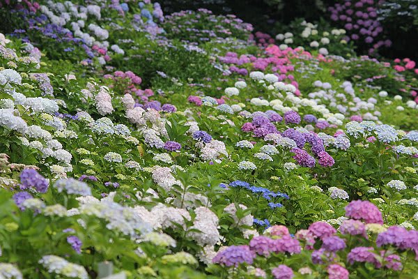 紫陽花見ごろを迎える 幸手 権現堂 宮代now 出来事編 紫陽花見ごろを迎える 幸手 権現堂 宮代now 出来事編