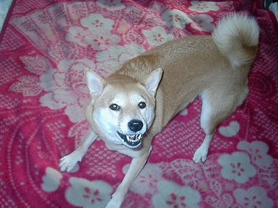 犬の後ろ姿が好きだなぁ 幸せつづり