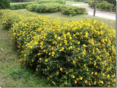 キンシバイ