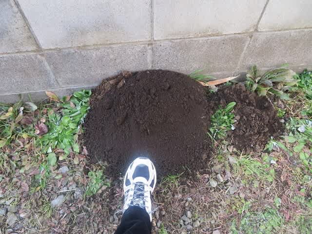 目白押し メジロ押し 巨大なモグラ塚 森の学舎 の日々のできごと 目白押し メジロ押し 巨大なモグラ塚 森の学舎 の日々のできごと