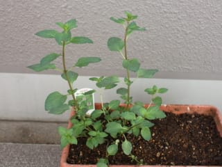 ミント 害虫にやられる ゴーヤごしゅじんのベランダ ミント 害虫にやられる ゴーヤごしゅじんのベランダ