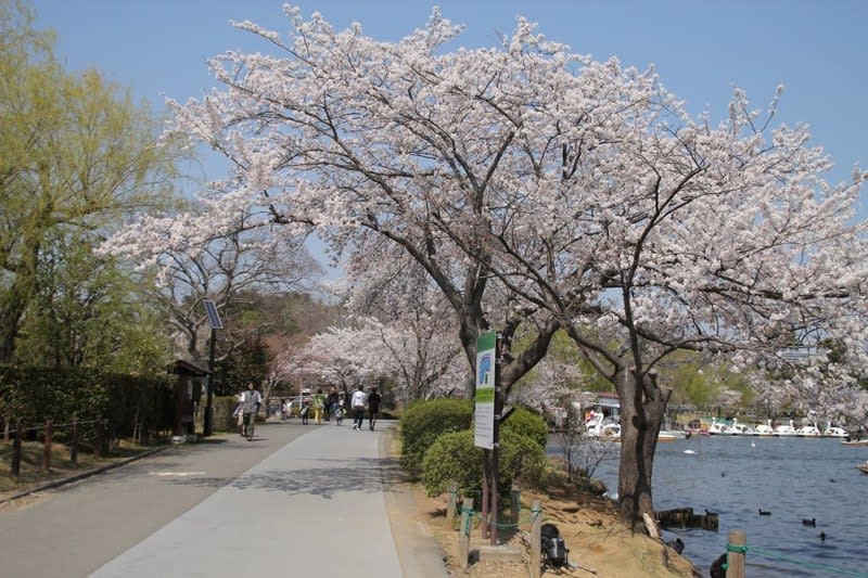 水戸 千波湖 桜と黒鳥 写真で綴るすぎさんのブログ