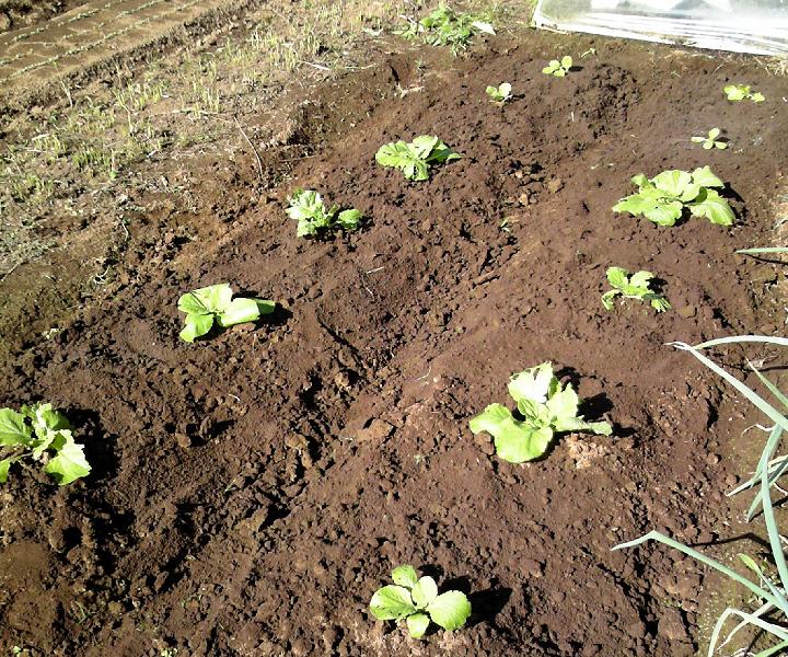 １０月８日 育苗した白菜を直播の畝に追加 ビギナーの家庭菜園
