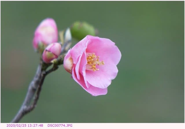 ツバキ 椿 小さいピンクの花 弁天ふれあいの森公園へ散歩