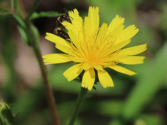 高ボッチ高原・鉢伏山の植物　　コウゾリナ（剃刀菜）