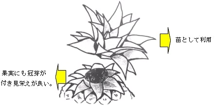 大きくて美味しいパインの作り方２ 熱帯果樹写真館ブログ