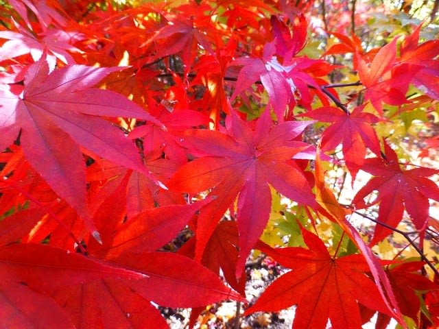 東川口駅から安行へ 里の紅葉を堪能する 道行きロマン