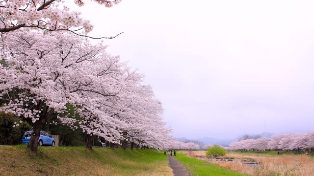 千本桜 さざえ堂 埼玉県本庄市児玉町 じんの写真ブログ２