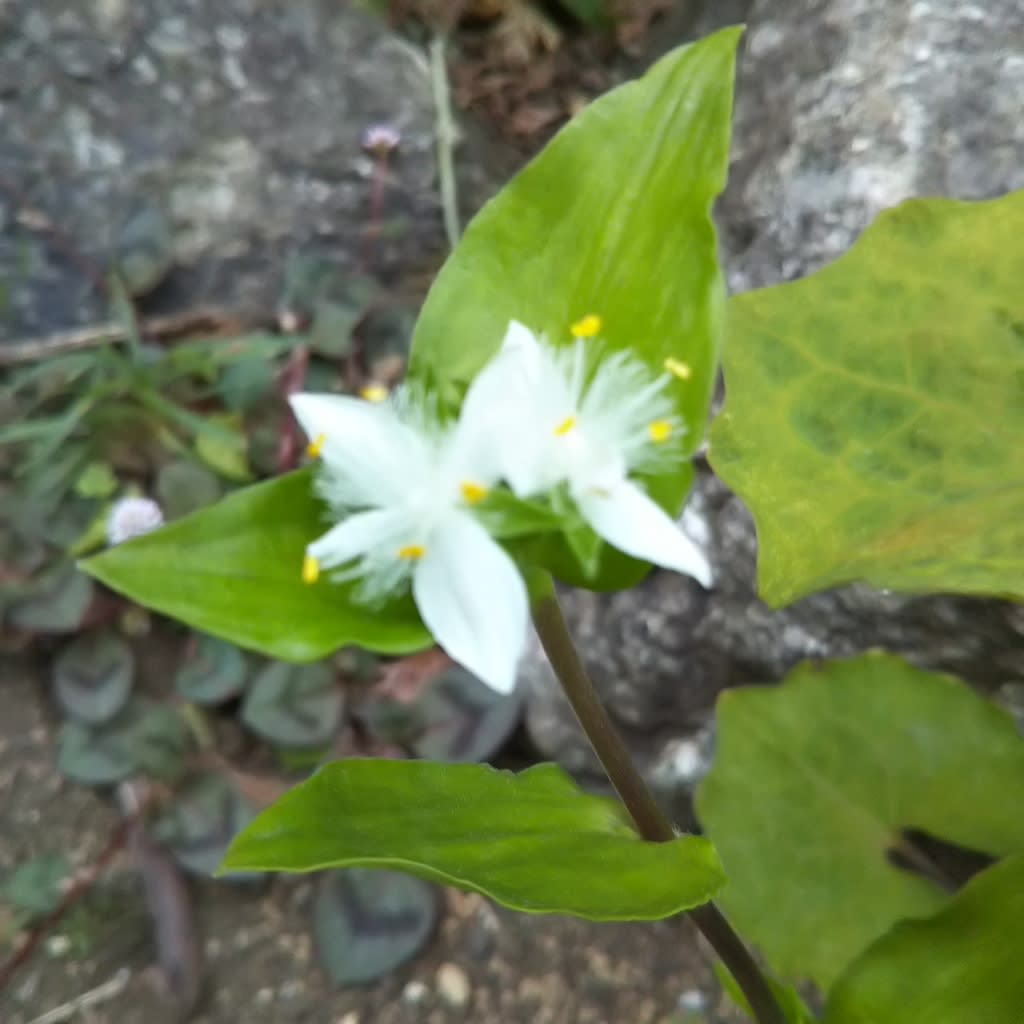 白のタツナミソウなど白い花が目立つ マロンの庭