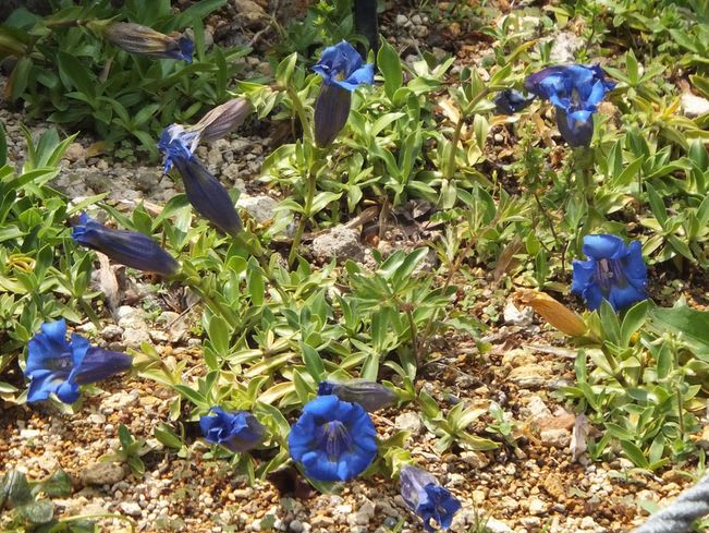 花壇や植木鉢のリンドウ 田舎の爺さんフォトブログ 花壇や植木鉢のリンドウ 田舎の爺さんフォトブログ