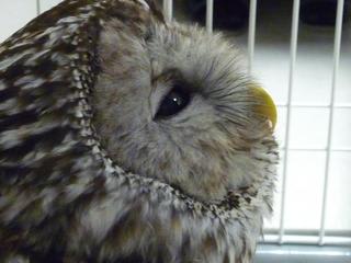 1 23 フクロウの強制給餌 Takakura Science