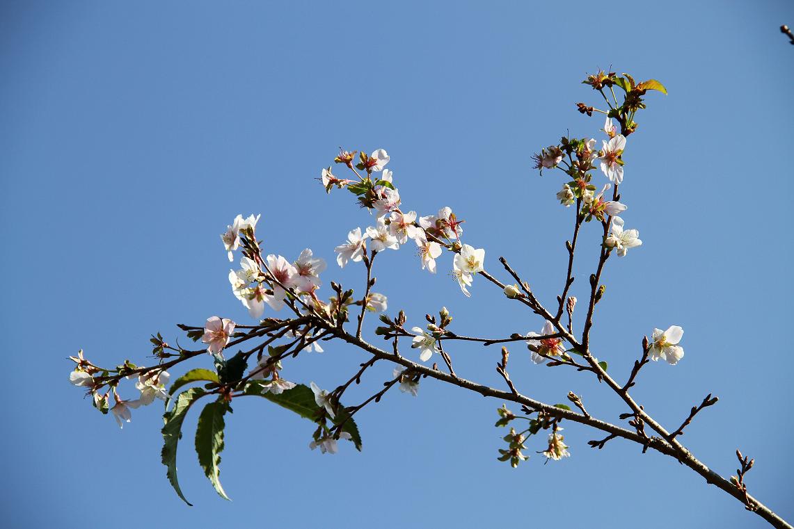 「小原四季桜まつり」一日前にの画像