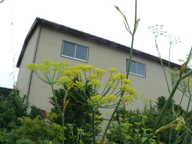 一関市中里のハーブ フェンネル ウィキョウ 19年７月16日 火 Peaの植物図鑑