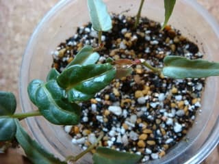 08年10月のブログ記事一覧 Ivy Gardening 08年10月のブログ記事一覧 Ivy Gardening