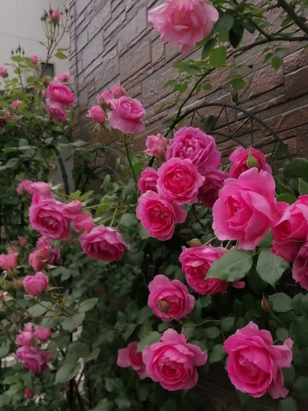 病気に強いつるバラ パレード お庭がなくても薔薇に囲まれて暮らしたい