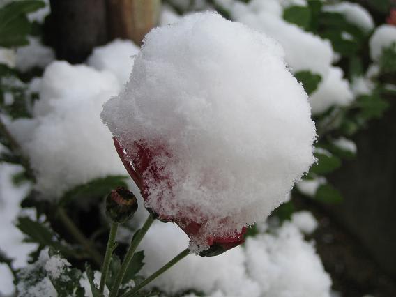 雪わたぼうし・赤い菊