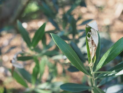 オリーブ害虫総括２０１４ Olive Gardening過去ログ倉庫