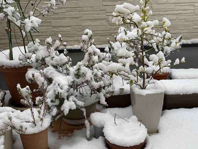 寒 い おぜんざい食べて温まりましょう 心が元気になるものイロイロ 寒 い おぜんざい食べて温まりましょう 心が元気になるものイロイロ