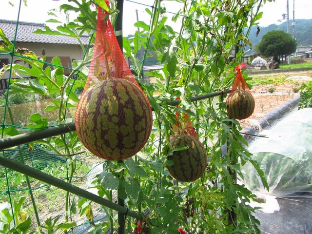 小玉スイカの収穫 積算温度850 900 で 大好き 野菜の時間