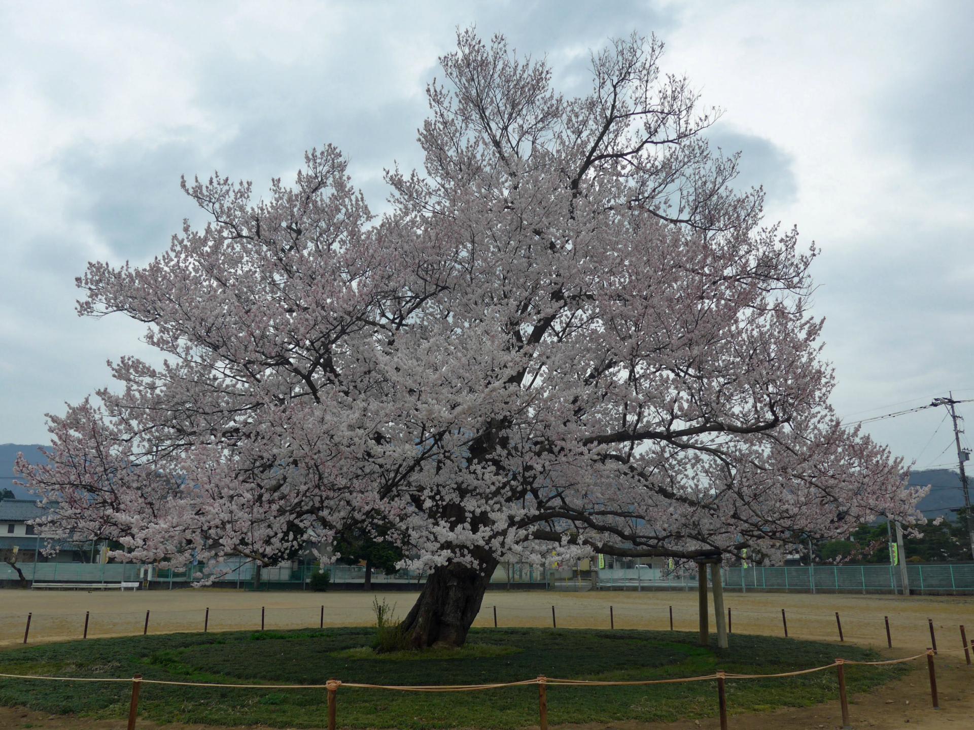 2016味真野小学校の桜 エドヒガン 英の放電日記 2016味真野小学校の桜 エドヒガン 英の放電日記