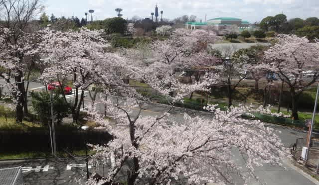 保土ヶ谷公園の桜やいろいろな花々 梅 備忘録 Random Walk 保土ヶ谷公園の桜やいろいろな花々 梅 備忘録 Random Walk