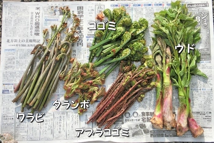 昨日の山菜は５種類…ウドとワラビと～ - チックの道草・きのこ