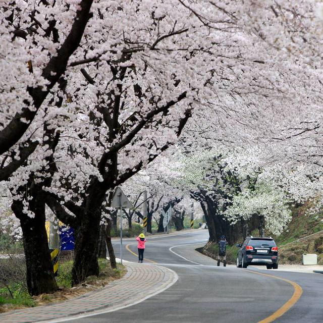 韓国、春