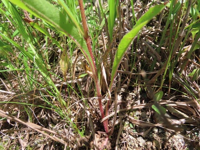 高ボッチ高原・鉢伏山の植物　　コウゾリナ（剃刀菜）