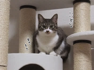 むなげ うなこのねどこ