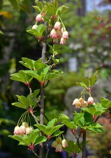 鉢植えのツツジ ７ ドウダンツツジの 岩しだれ Koba の庭 春夏秋冬