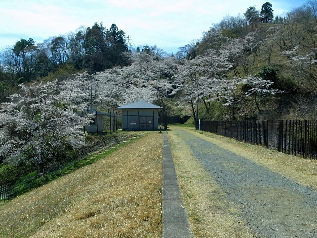 大野貯水池の桜 りゅういちの心象風景現像所