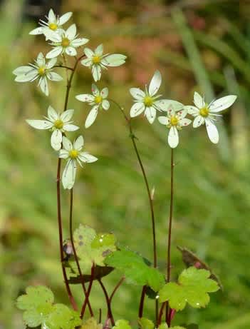 3文字草花図　ぐい呑 131010_376828900571394977410_9