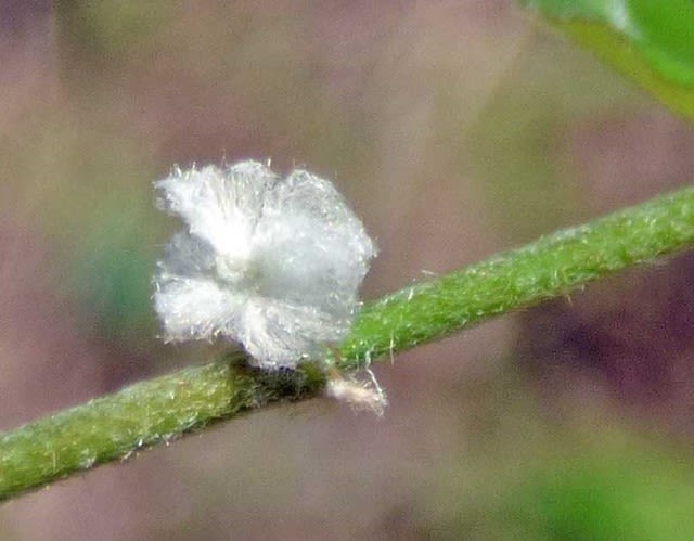 白い羽衣をまとった虫の正体 アオバハゴロモ 青羽羽衣 の幼虫 温泉ドラえもんのブログ