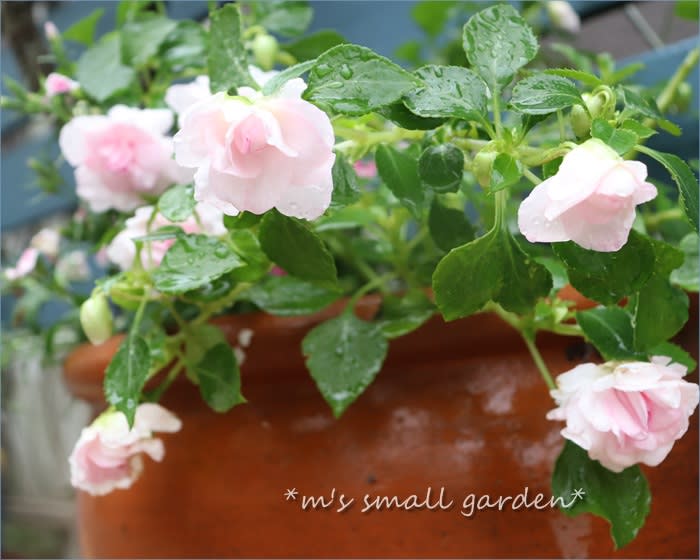 期待の秋の花 カリフォルニアローズ フィエスタ アップルブロッサム M S Small Garden Milky Mamaの小さな庭
