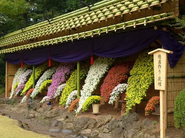 懸崖作り花壇・伊勢菊・丁子菊・嵯峨菊