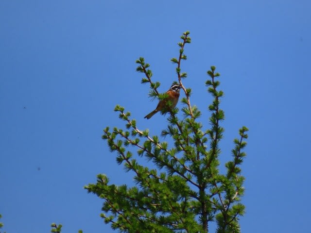 高ボッチ高原・鉢伏山で見た鳥　ホオジロ（頬白）