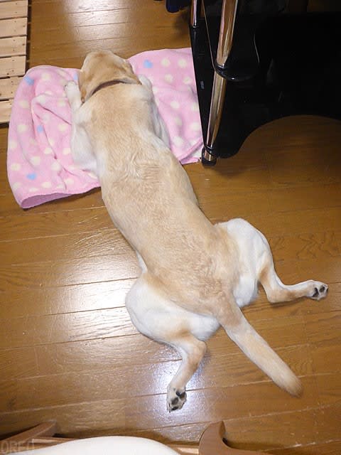 オレオとクッキーの カエル足 オレオとクッキーの成長写真日記