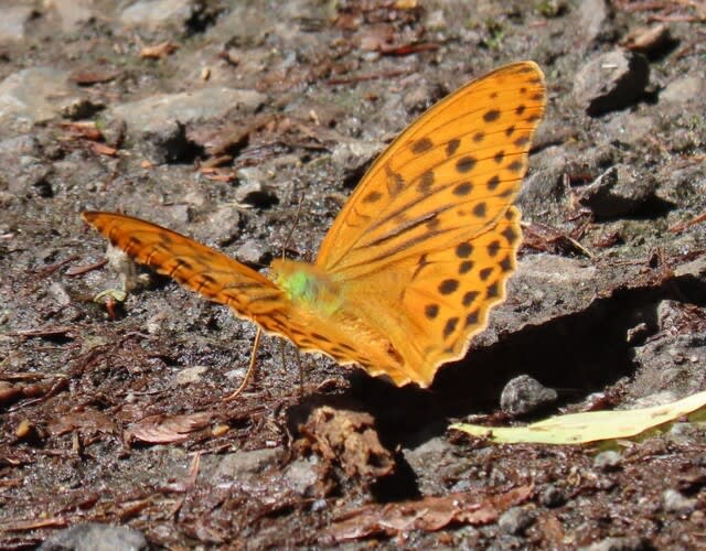 高ボッチ高原・鉢伏山で最近見る事の出来る昆虫　メスグロヒョウモン（雌黒豹紋）オス