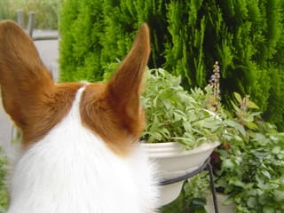 後頭部 コーギー犬麻呂とお庭とキルト