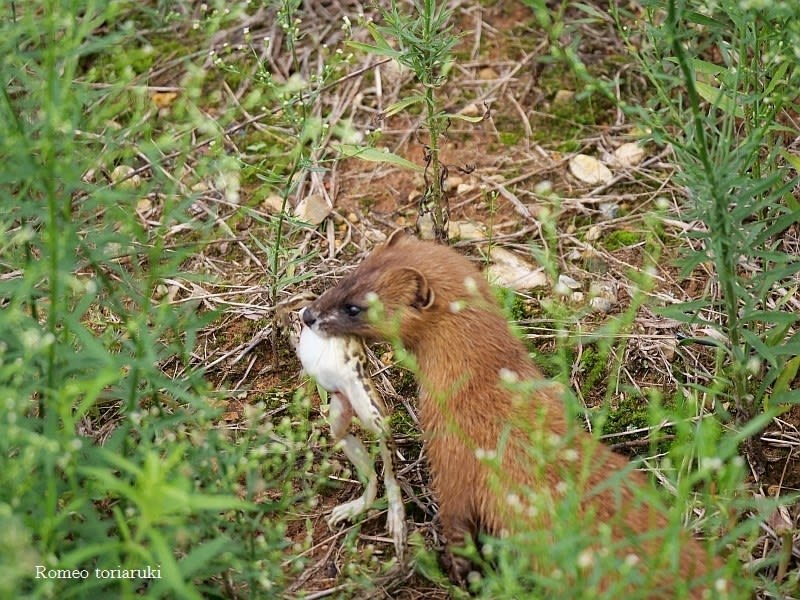 イタチの狩り 気楽にとり 鳥 撮り 歩き