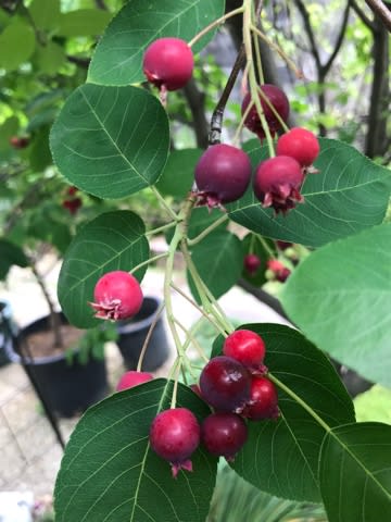 この木にはカメムシが付きやすい( ノД`) この木にはカメムシが付きやすい( ノД`)