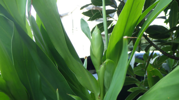 ホワイトジンジャーに花芽がつきました Blog Lei 自然と共に 季節ならではの味を楽しむ