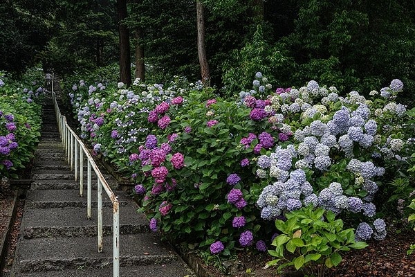 吉備津神社 紫陽花 万華鏡 吉備津神社 紫陽花 万華鏡