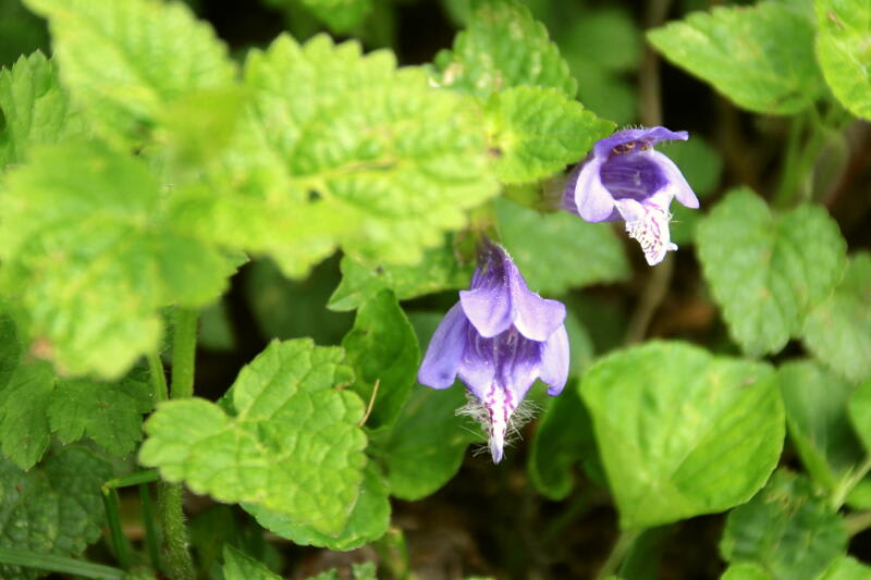 季節の花 羅生門葛(ラショウモンカズラ)の画像