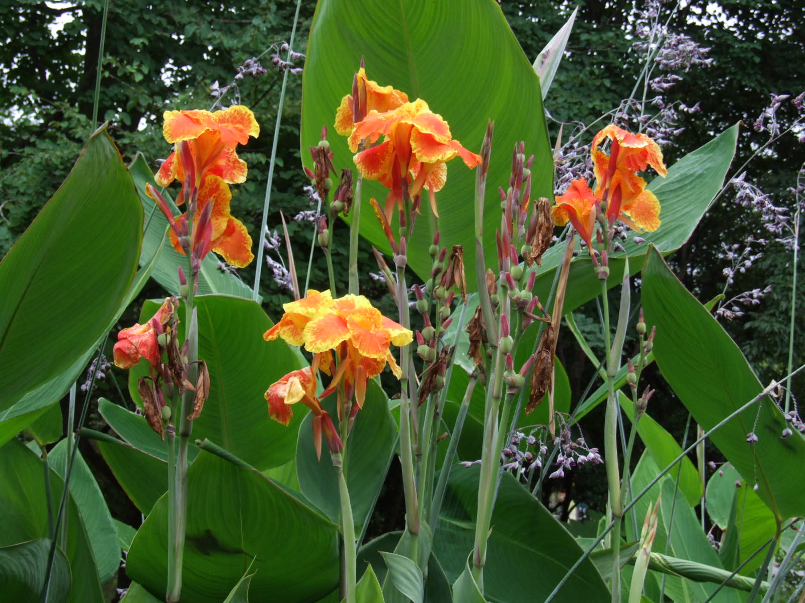 カンナ グラウカ Canna Glauca 季節の花