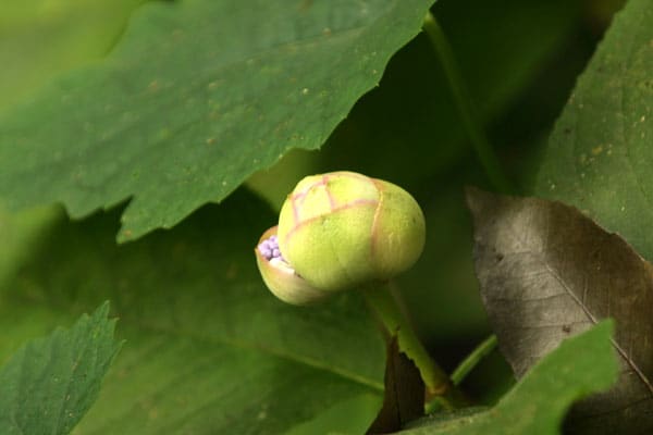 少し花が