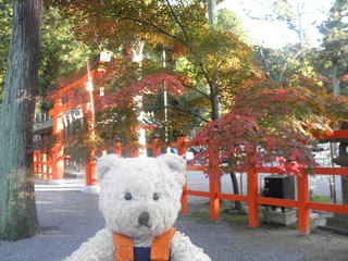 京都紅葉情報 吉田神社 の楓も赤く色づき いよいよ紅葉の盛り 京大のカフェでひと休み ネコのミモロのjapan Travel ｍｉｍｏｒｏ ｔｈｅ ｃａｔ Japan Travel