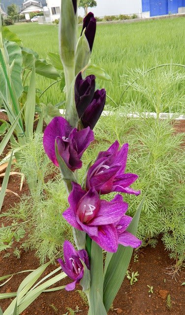 奇抜な花 紫色のグラジオラス 夢見るタンポポおばさん 奇抜な花 紫色のグラジオラス 夢見るタンポポおばさん