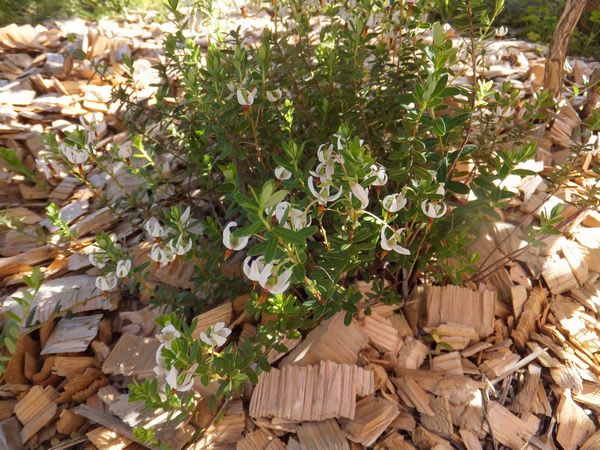 クランベリー 今年も咲いています 雪国olive