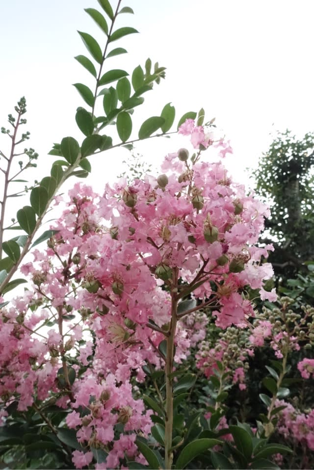 ピンク色した夏の花 写真ジージ の春夏秋冬